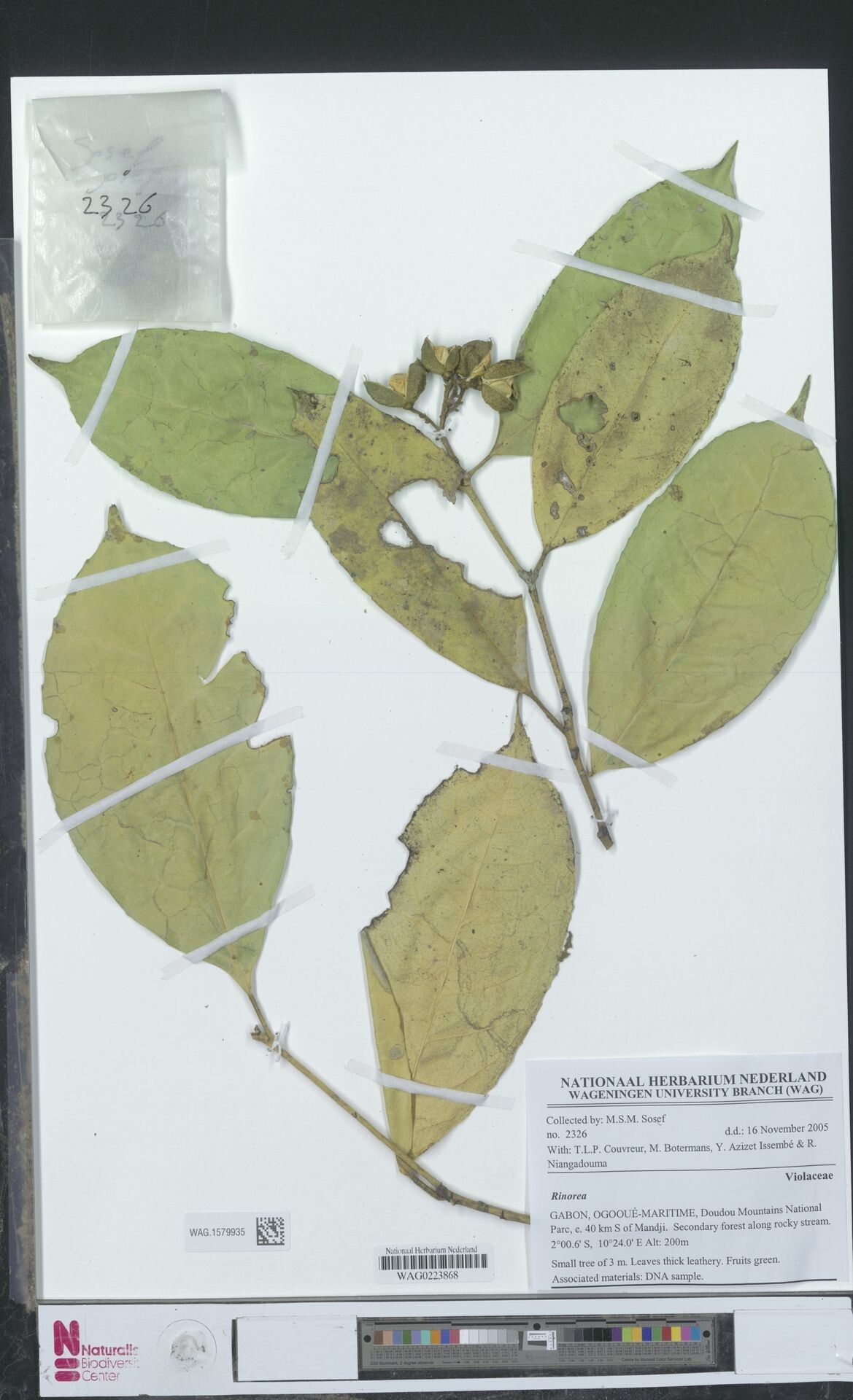 Rinorea breteleri — houseplant care guide