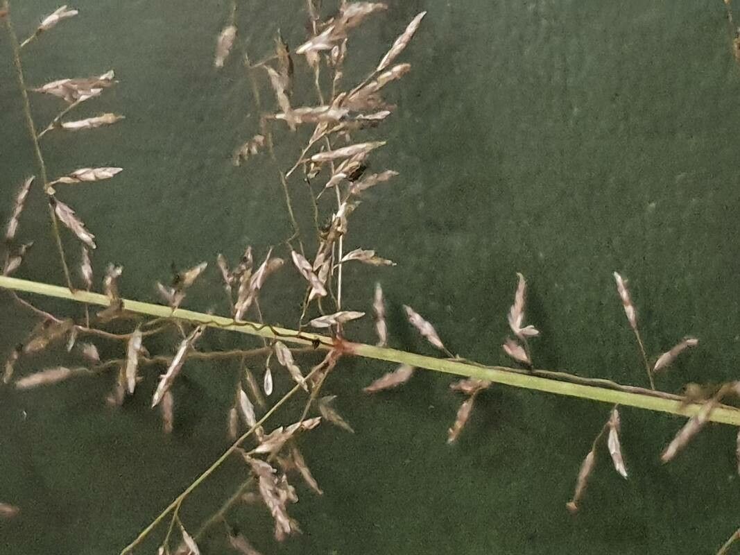 Eragrostis cylindriflora flower