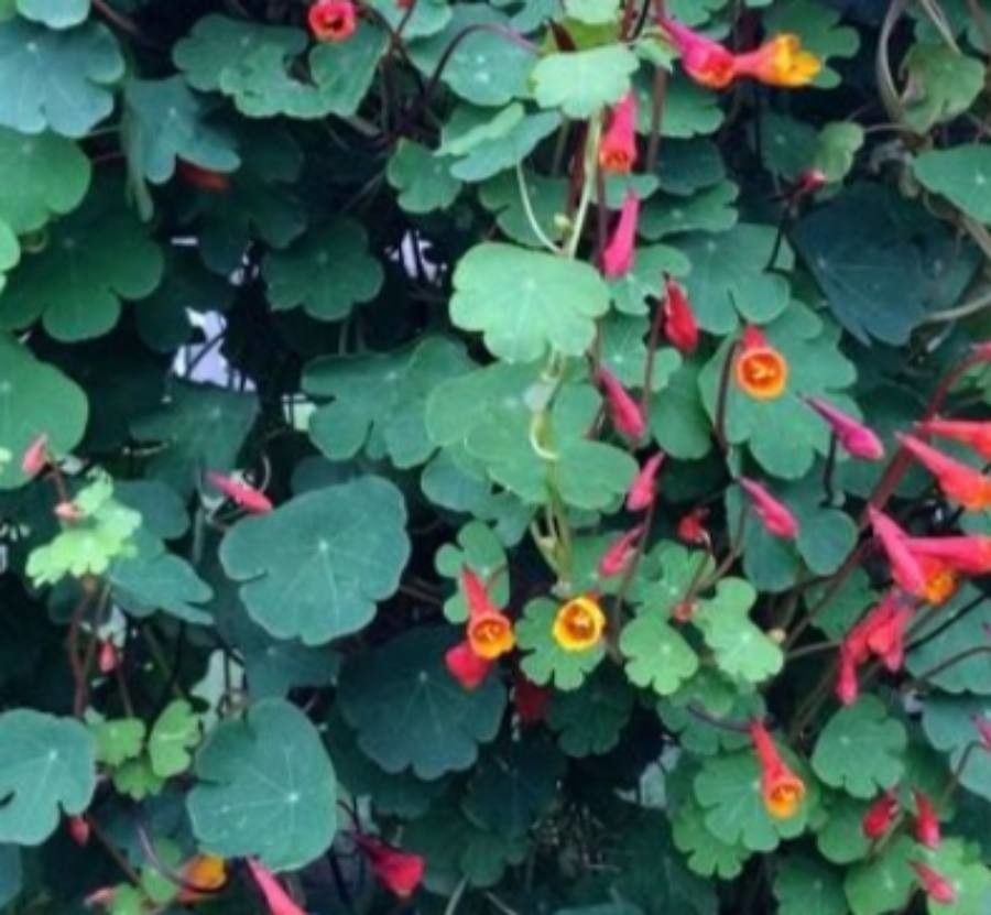 Tropaeolum tuberosum flower