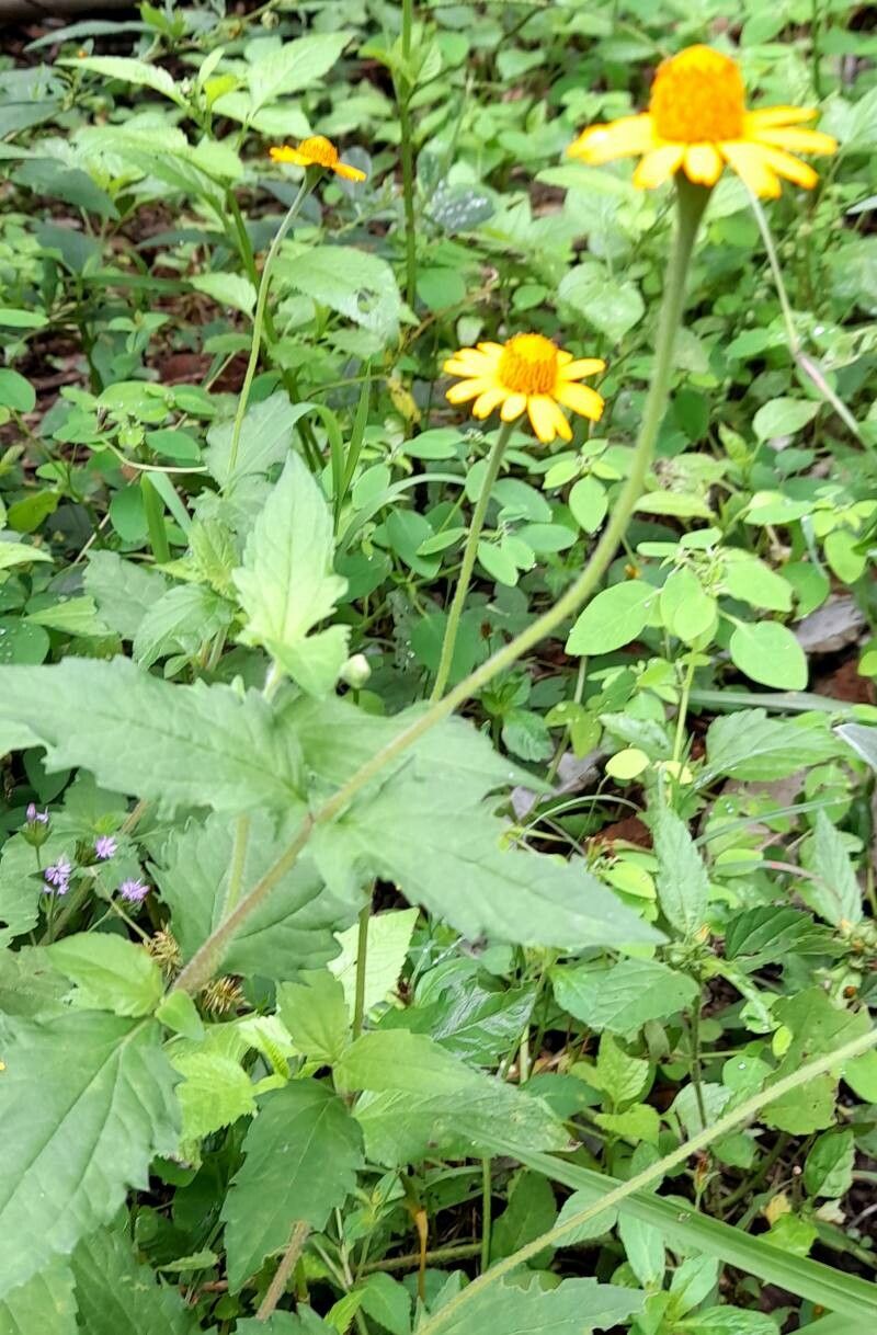 Acmella alpestris habit