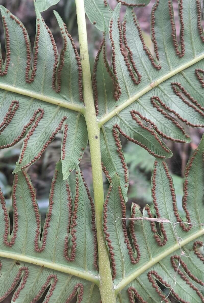 Cyathea horrida flower