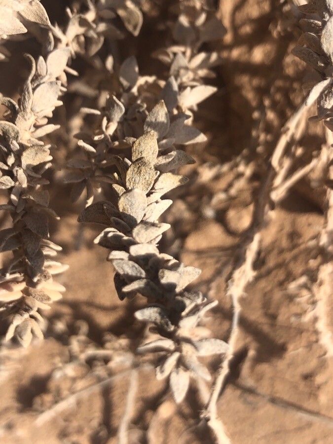 Polycarpaea nivea — houseplant care guide