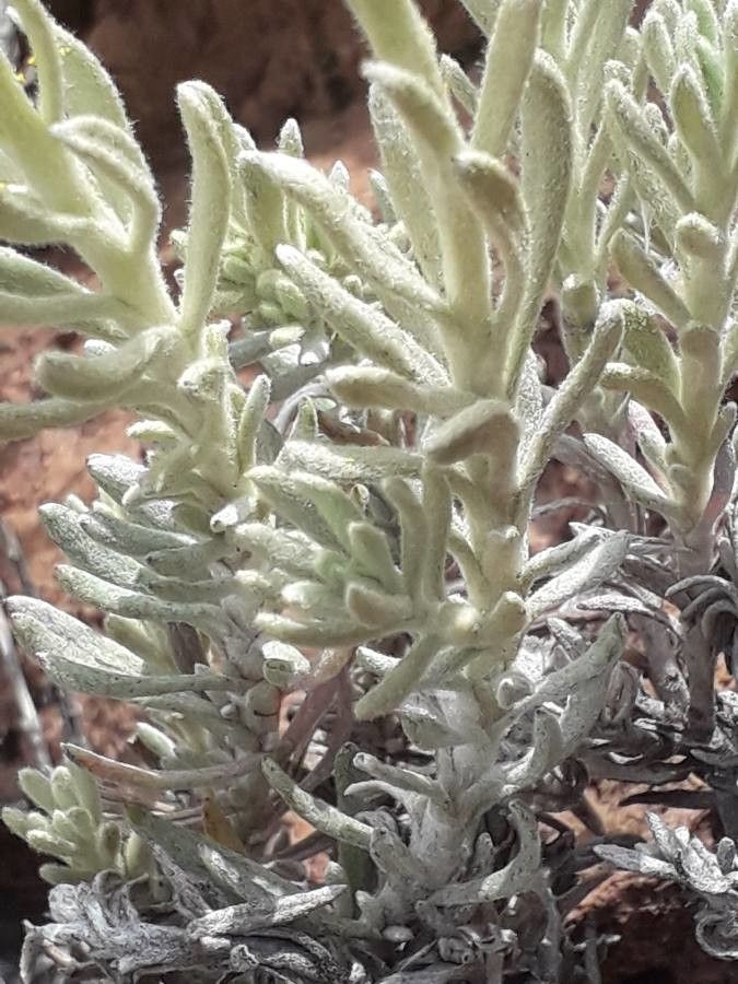 Senecio argyreus — search result for 'Senecio'