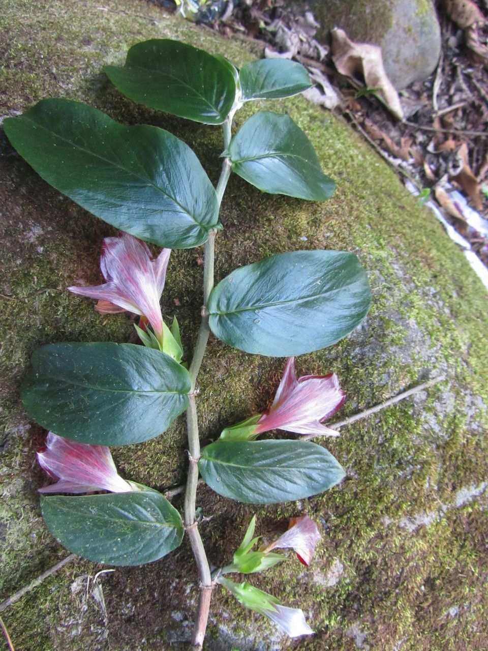 Columnea nicaraguensis — search result for 'Columnea'
