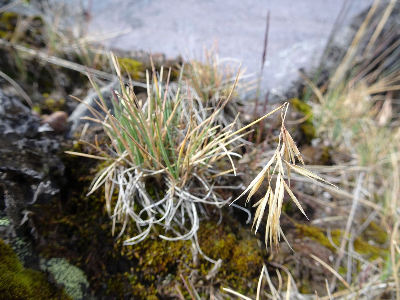 Festuca livida — houseplant care guide