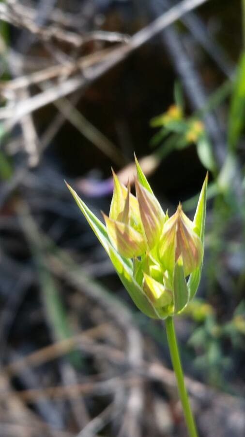Bupleurum baldense — search result for 'Bupleurum'