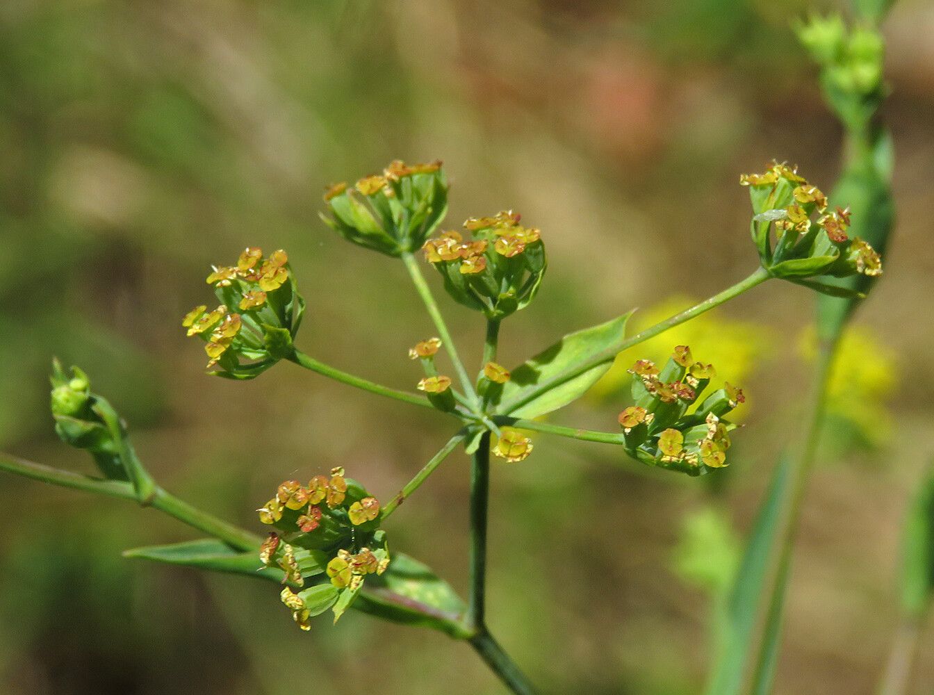 Bupleurum falcatum fruit