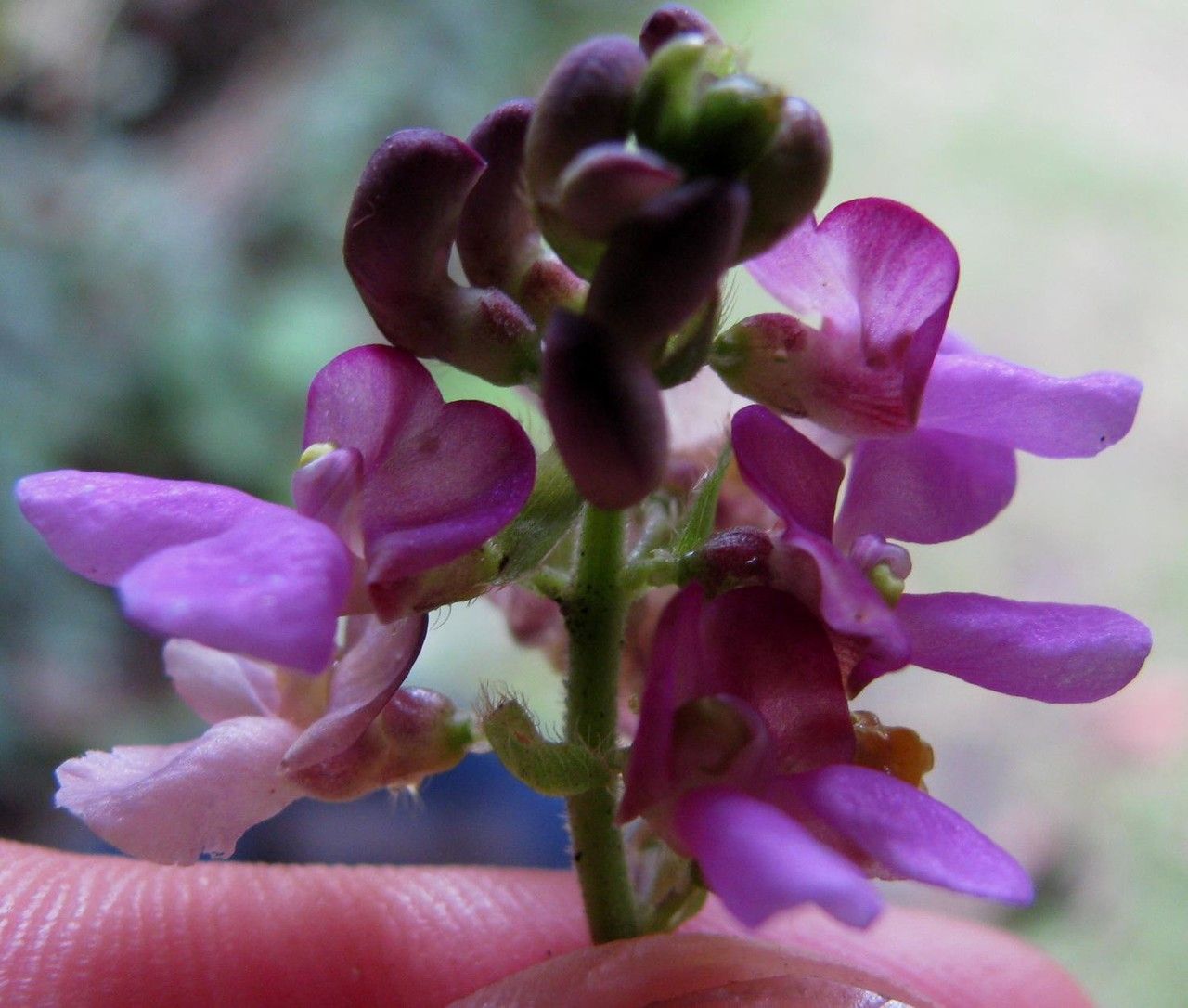 Phaseolus leptostachyus flower
