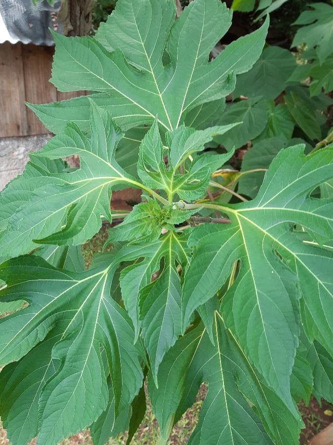 Tithonia diversifolia leaf