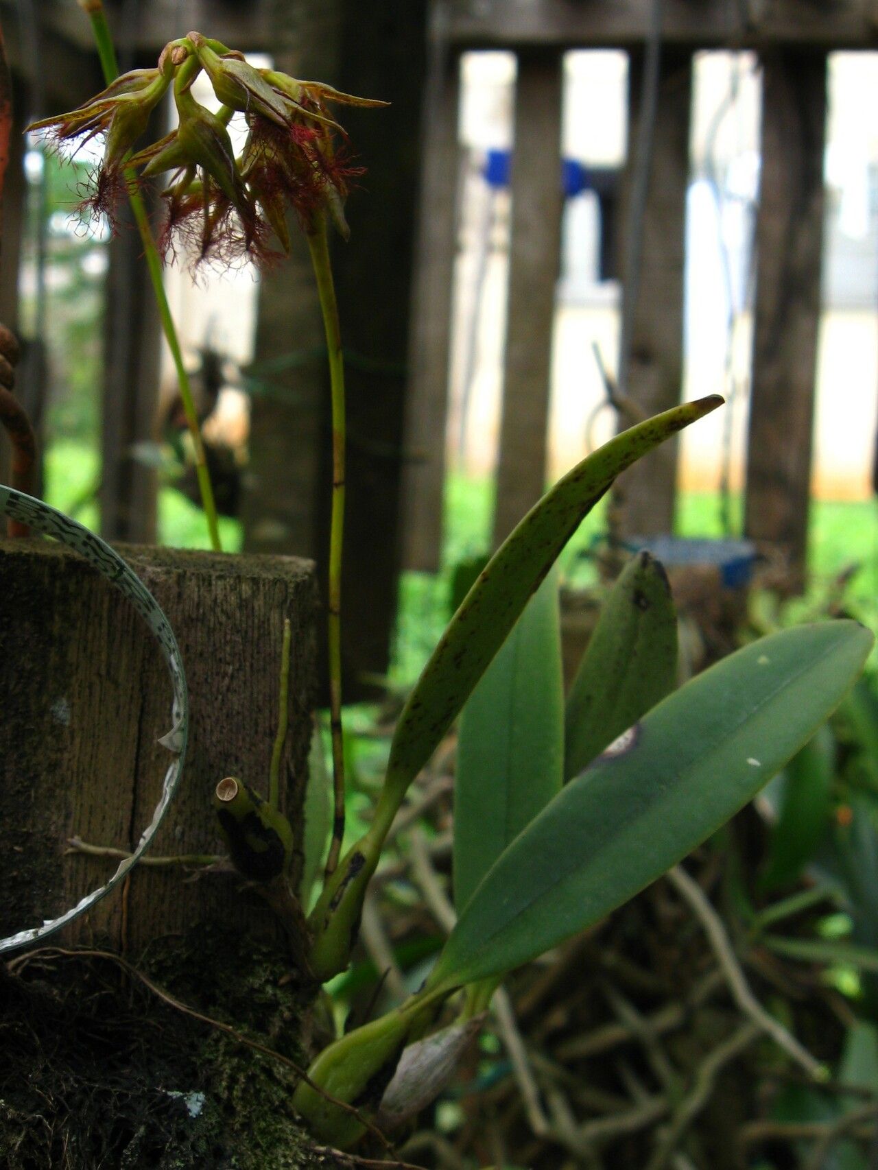 Bulbophyllum alinae — houseplant care guide