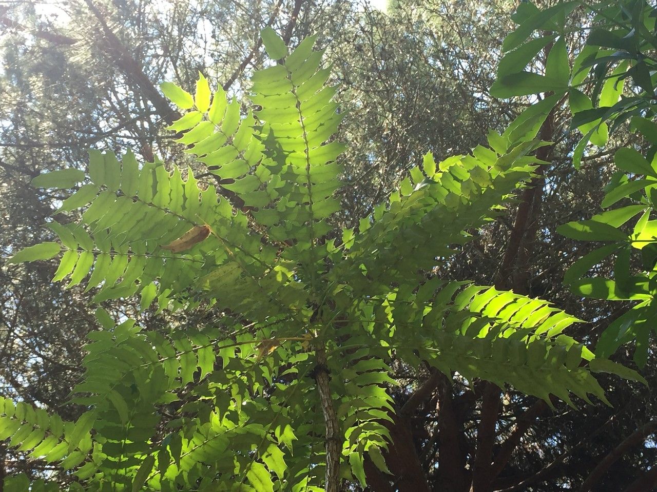 Berberis lomariifolia other
