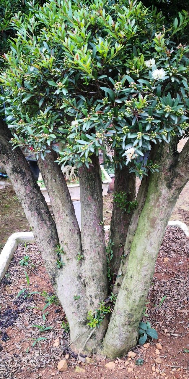 Syzygium buxifolium habit