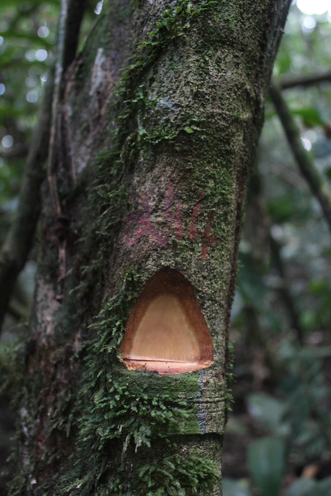 Drypetes polyantha bark