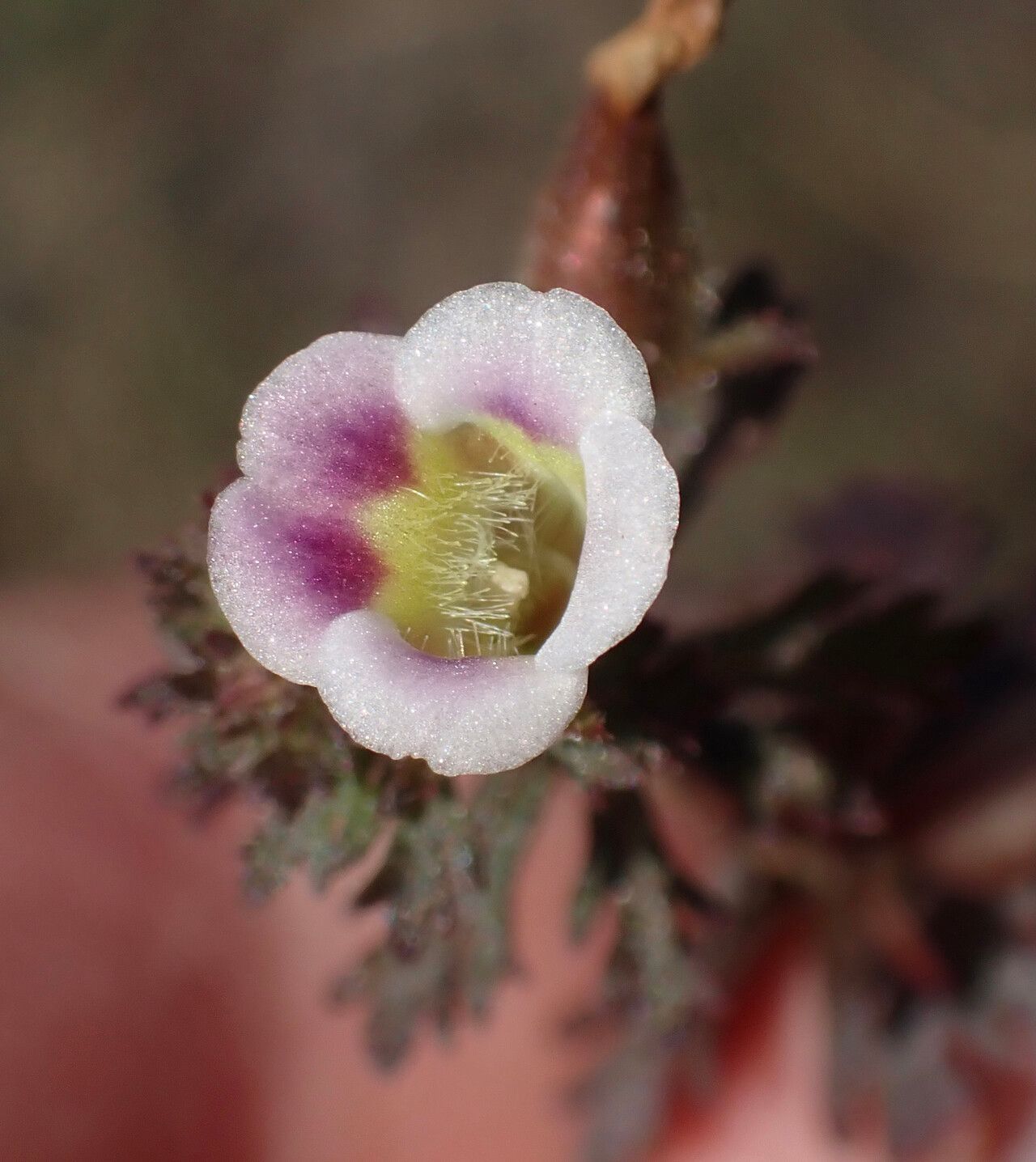 Limnophila ceratophylloides flower