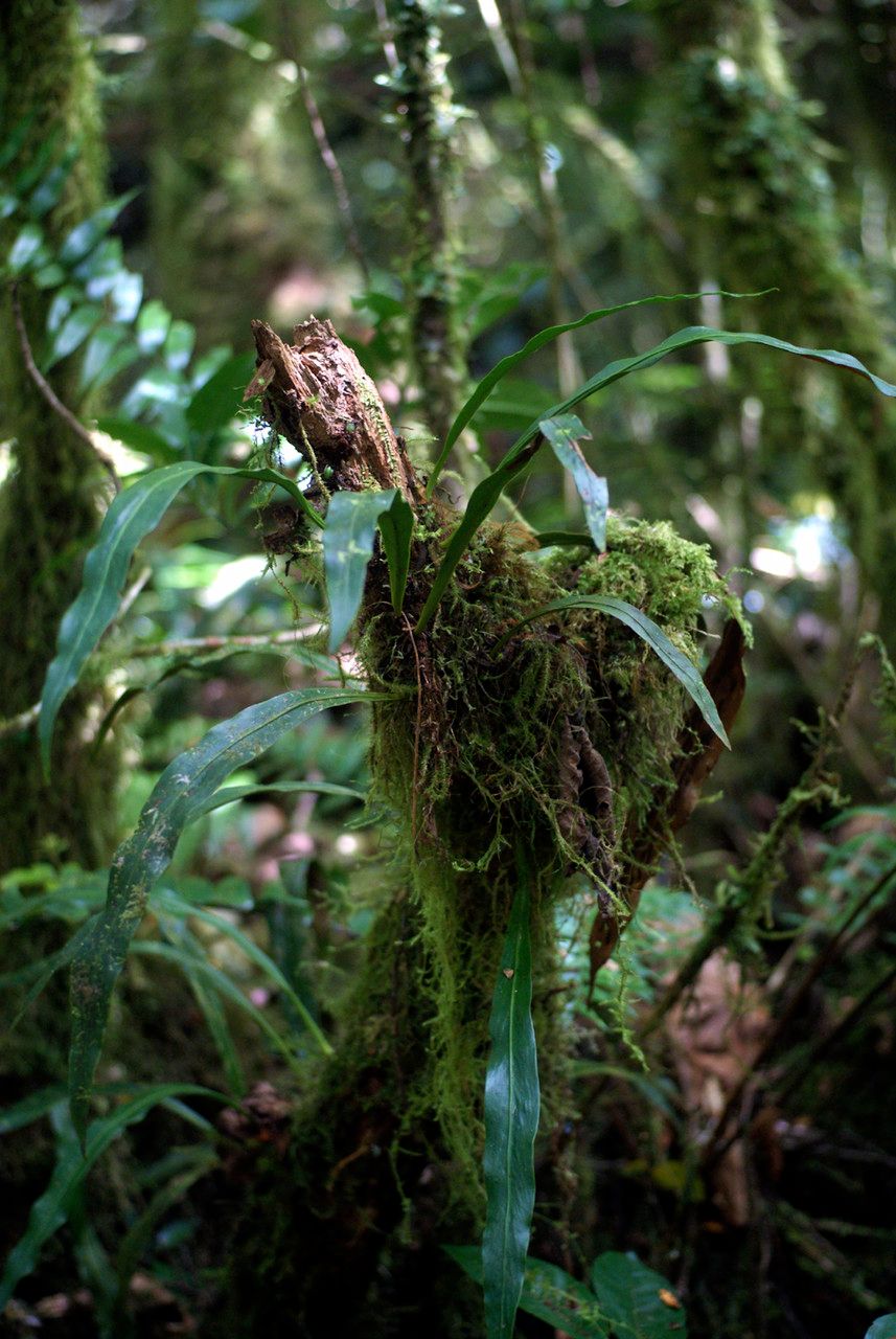 Loxogramme lanceolata habit