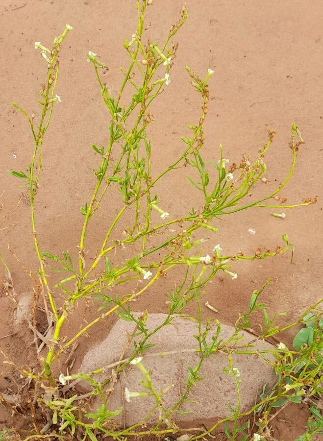 Nicotiana petunioides habit
