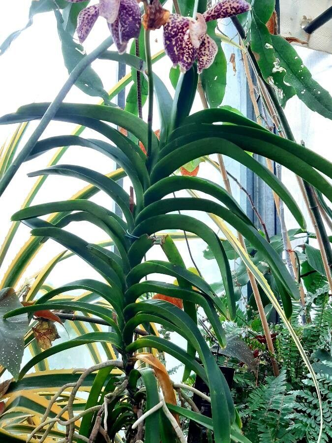 Vanda coerulescens habit