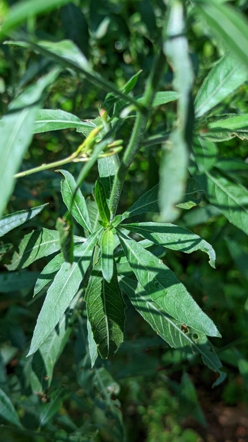 Oenothera suffrutescens — search result for 'Oenothera'