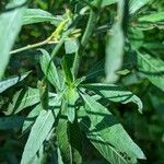 Oenothera suffrutescens