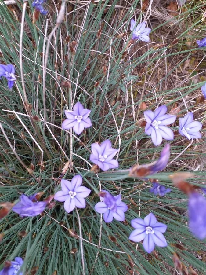 Aphyllanthes monspeliensis flower