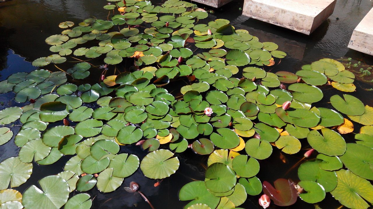 Nymphaea candida habit