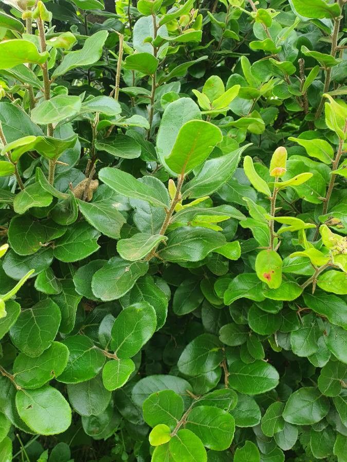 Dovyalis abyssinica — related species from the same genus