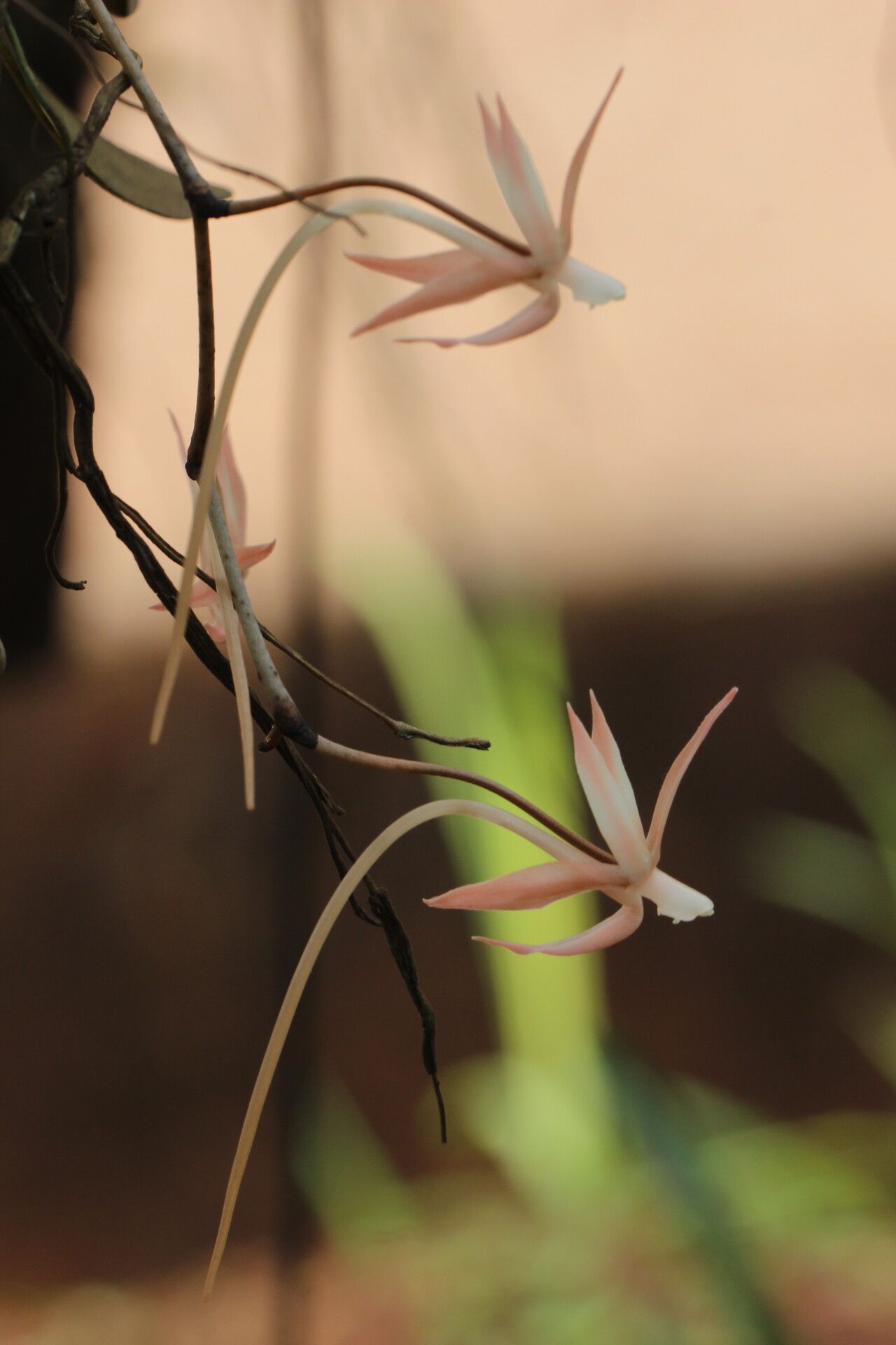 Aerangis arachnopus — related species from the same genus