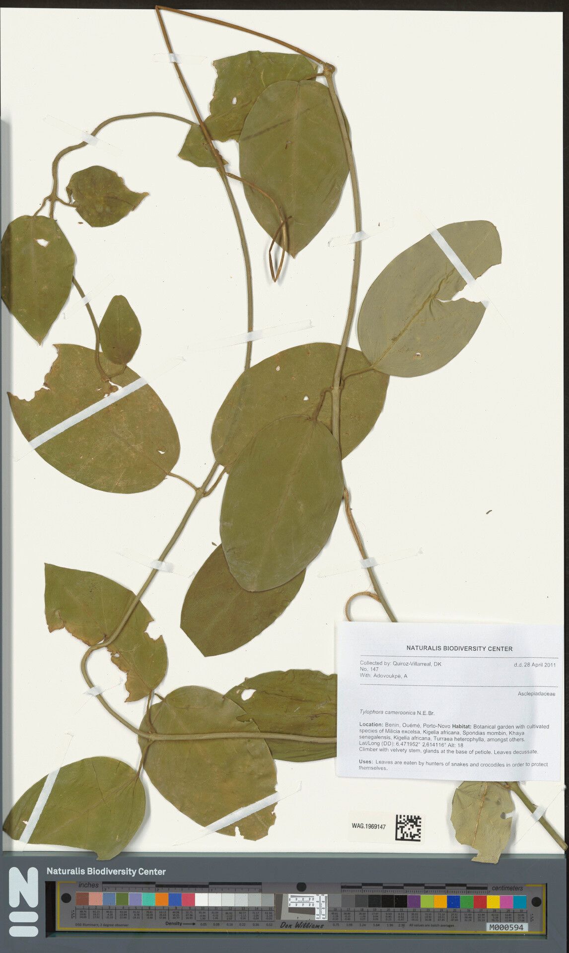 Vincetoxicum cameroonicum — related species from the same genus