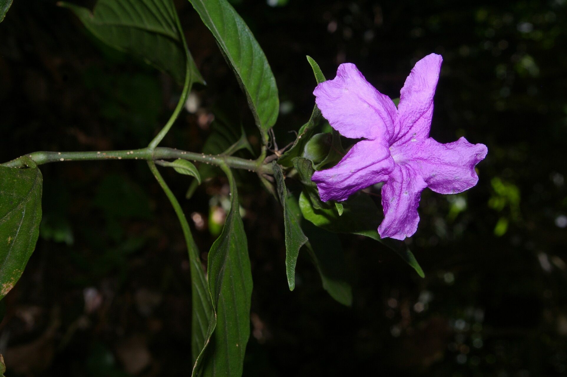 Ruellia matagalpae — search result for 'Ruellia'