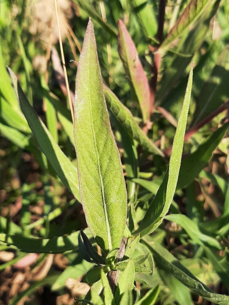 Cheirolophus uliginosus — houseplant care guide