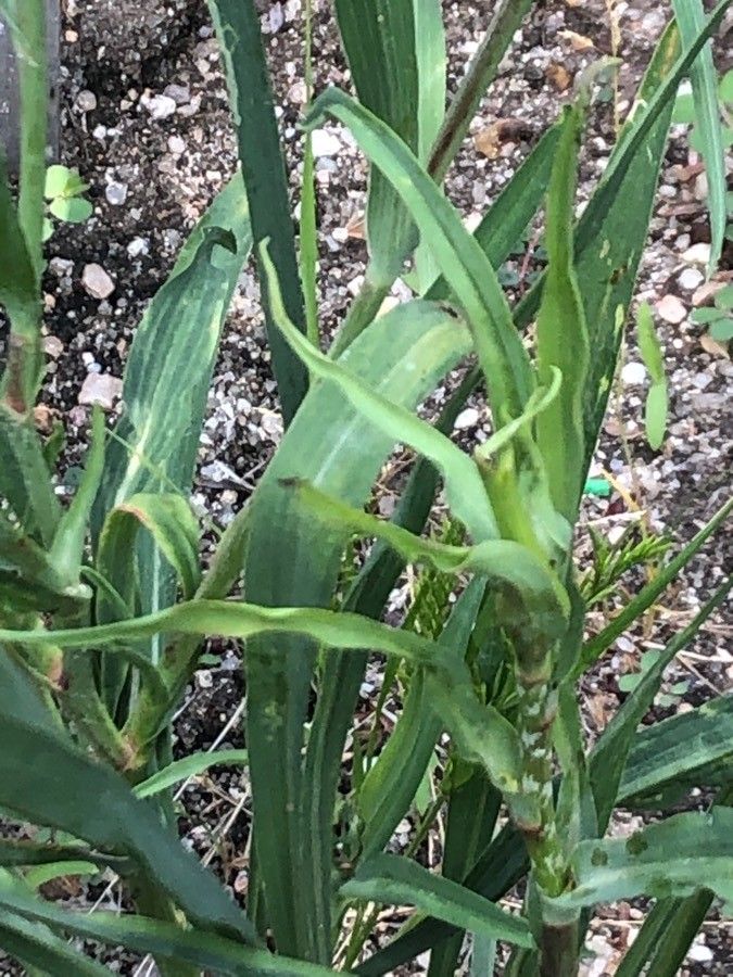 Tragopogon castellanus — related species from the same genus