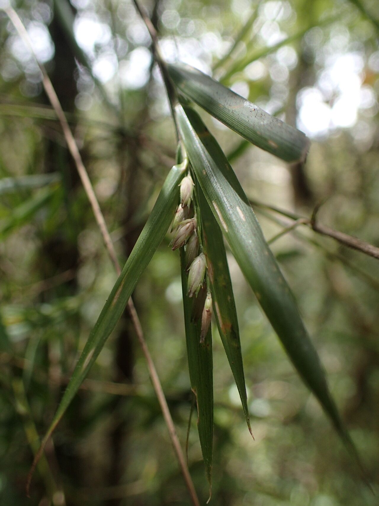 Nastus perrieri flower