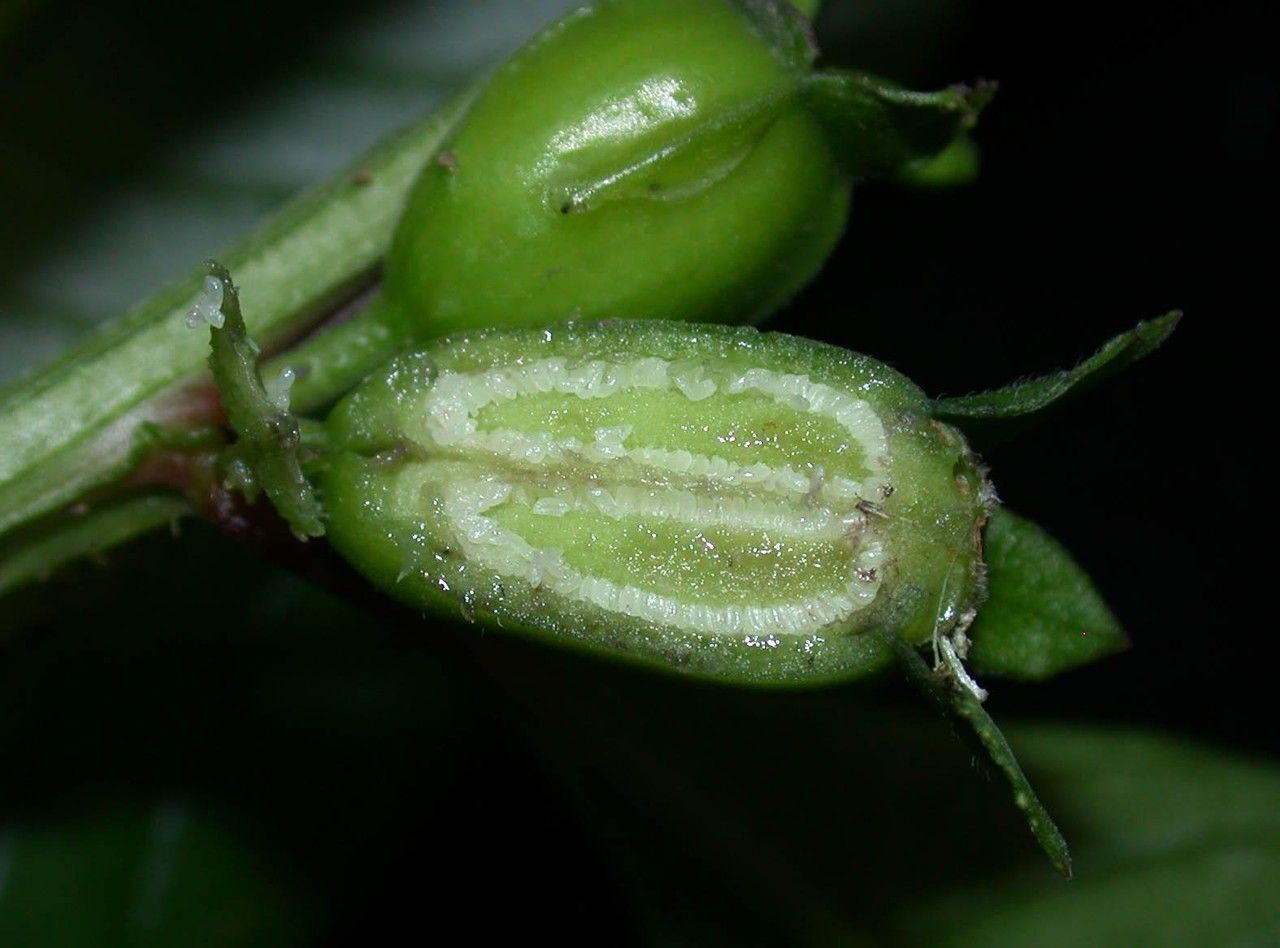 Ludwigia latifolia fruit