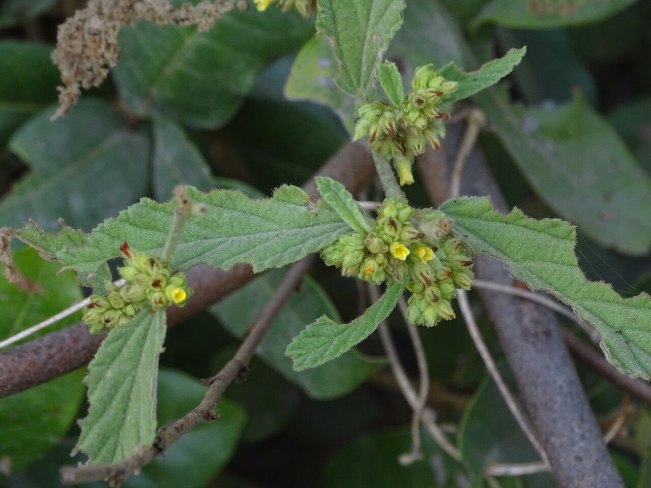 Waltheria indica leaf