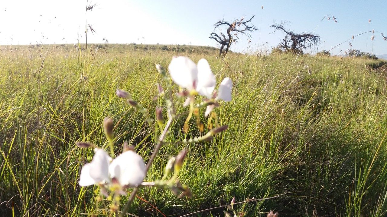 Aneilema brenanianum other