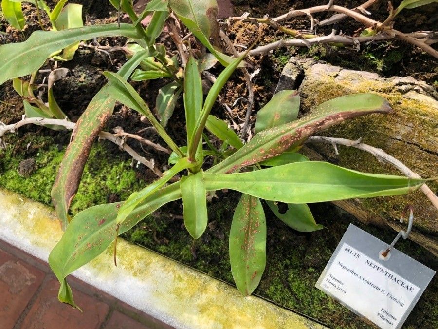 Nepenthes × neglecta — search result for 'Philippines'