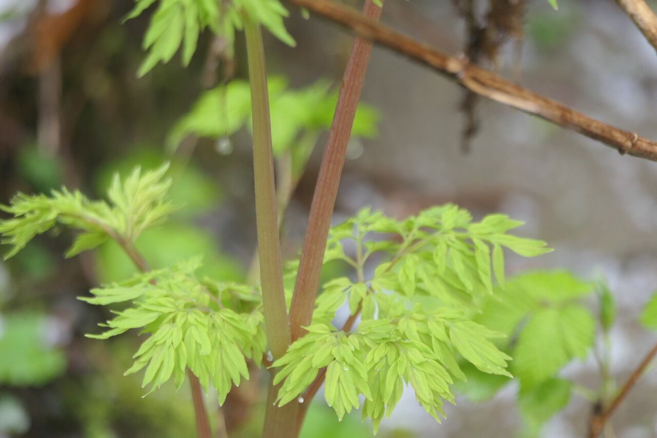 Corydalis scouleri bark