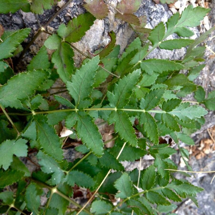 Cervaria rivini leaf