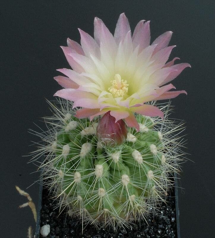 Eriosyce chilensis flower