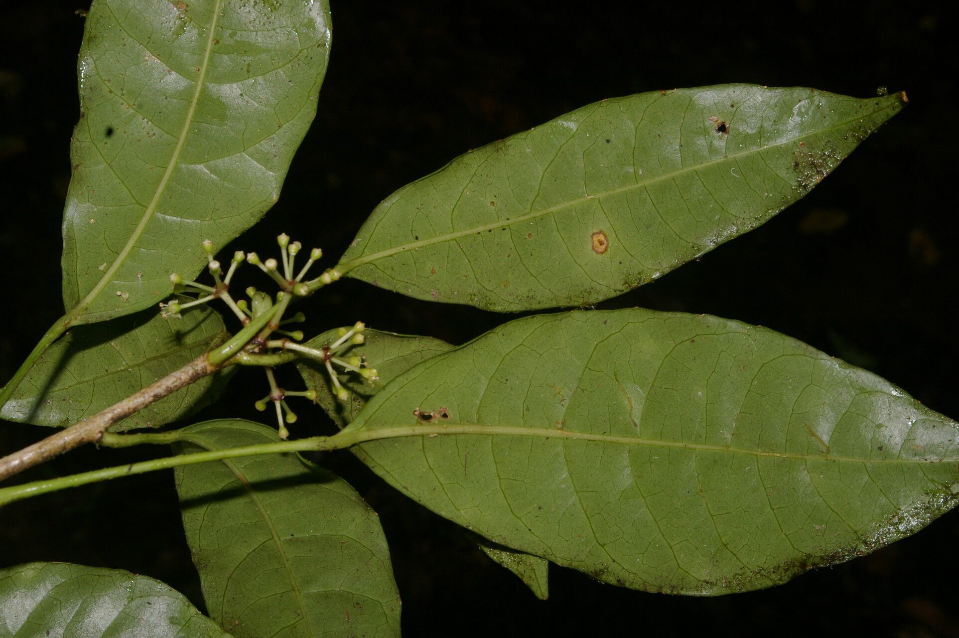 Dendropanax querceti leaf