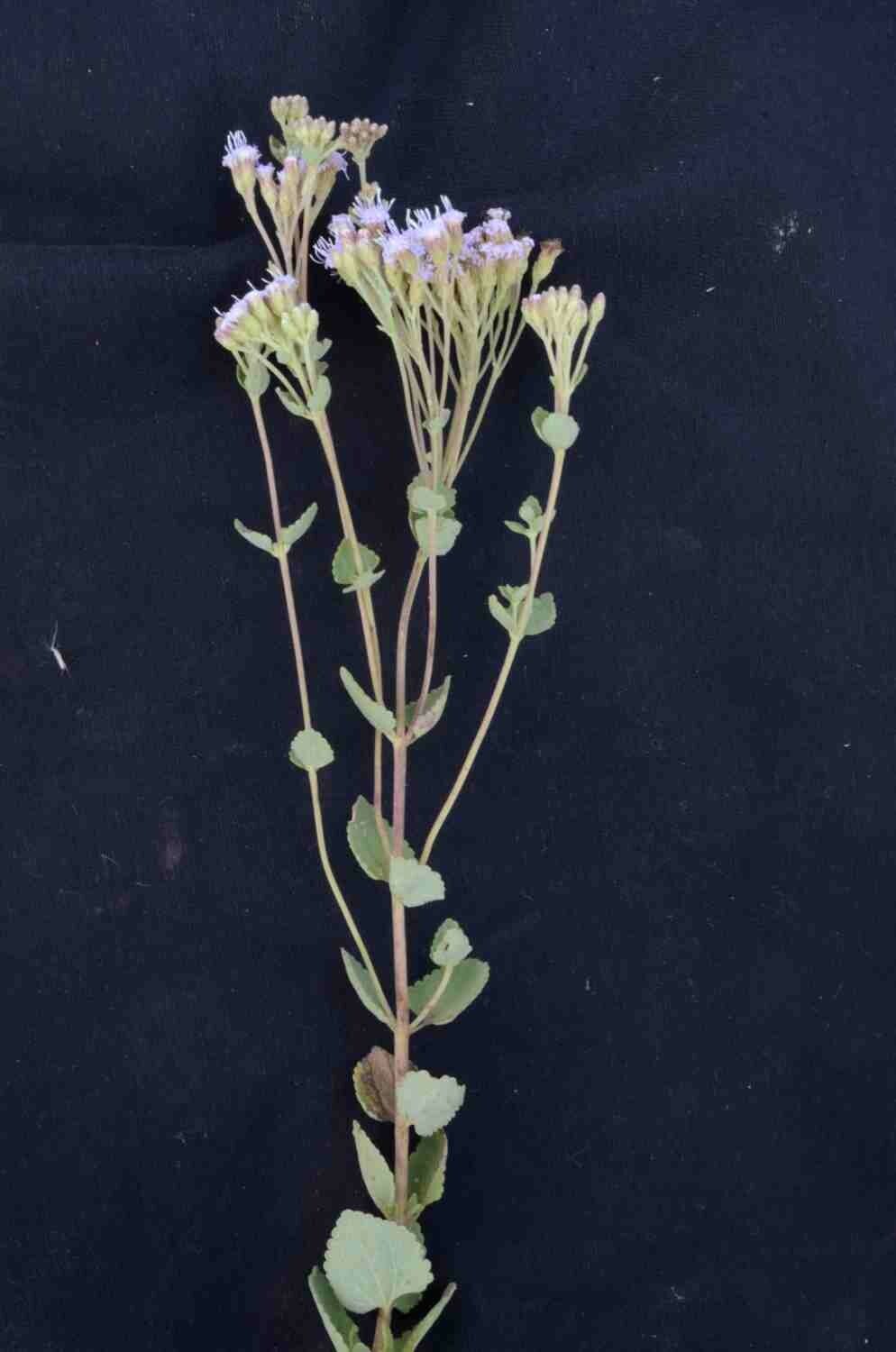 Chromolaena congesta — related species from the same genus