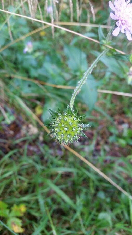 Knautia drymeia fruit