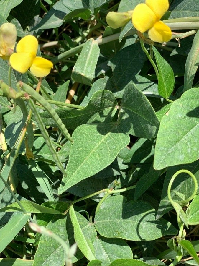 Vigna luteola leaf