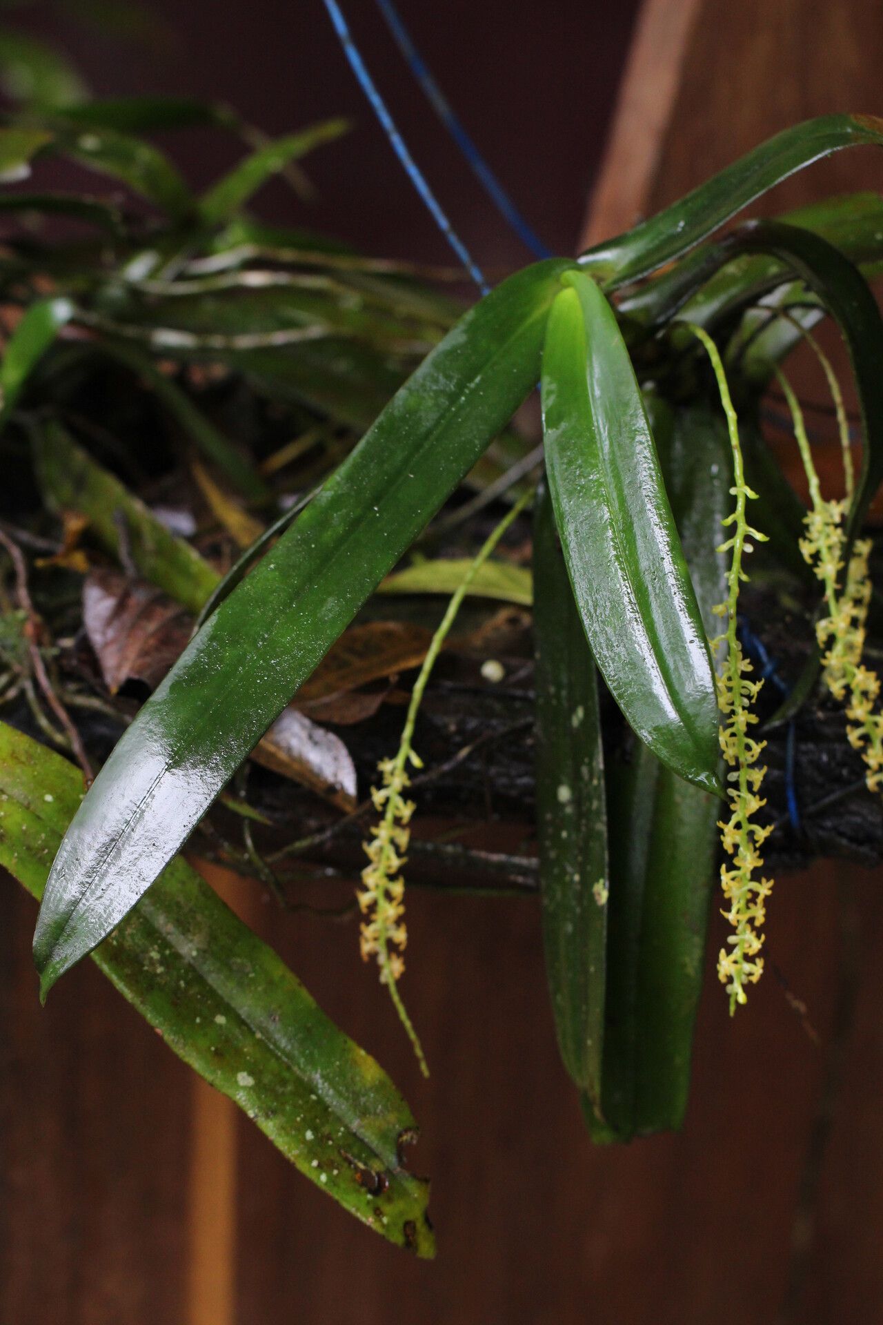 Diaphananthe thomensis — houseplant care guide