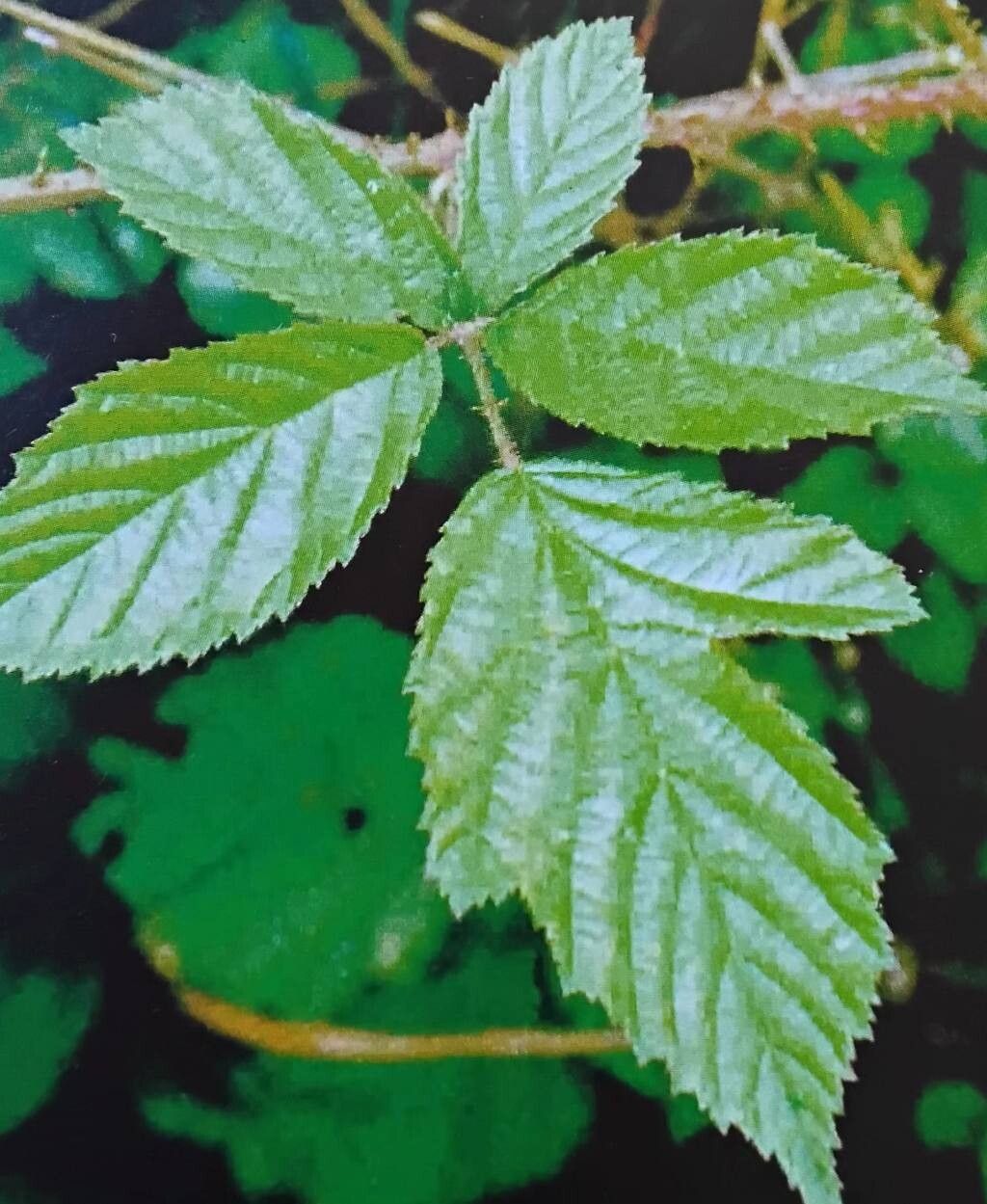 Rubus griesiae — houseplant care guide