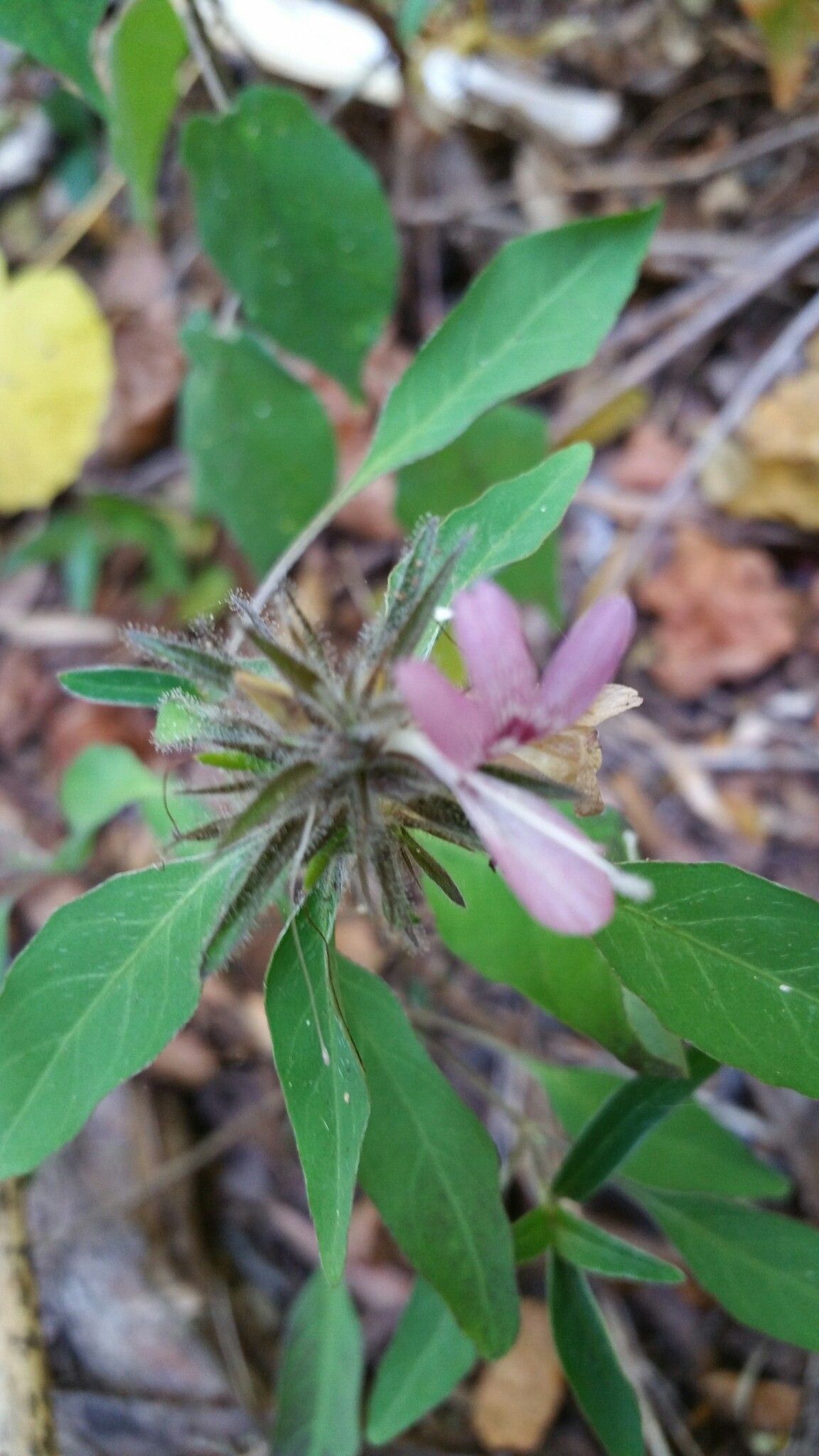 Barleria pulchella flower