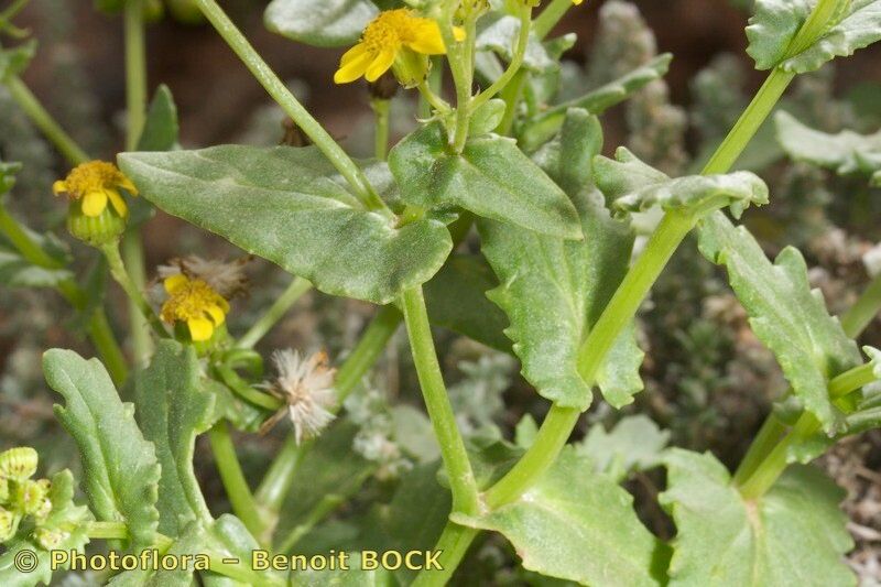 Senecio bollei other