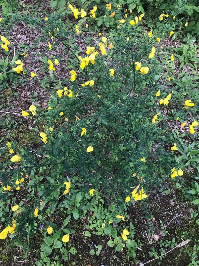 Cytisus grandiflorus leaf
