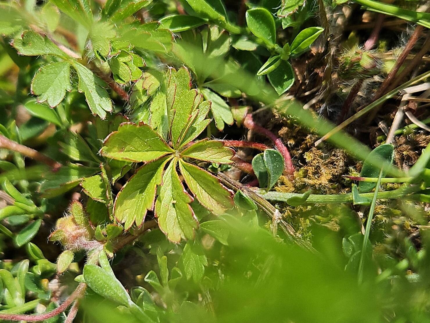 Potentilla fagineicola leaf