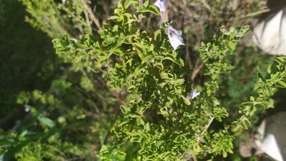 Salvia dentata — houseplant care guide